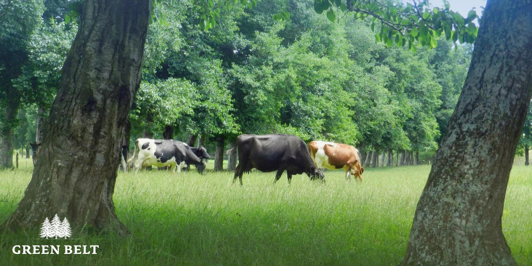 cows_between_trees.jpg