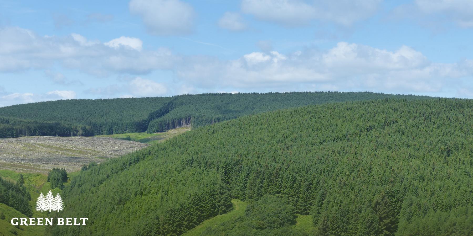 scottish_landscape_forest.jpeg