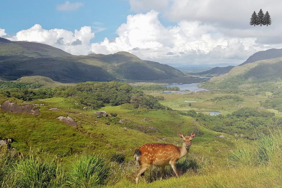 susan_andrews_deer_pic