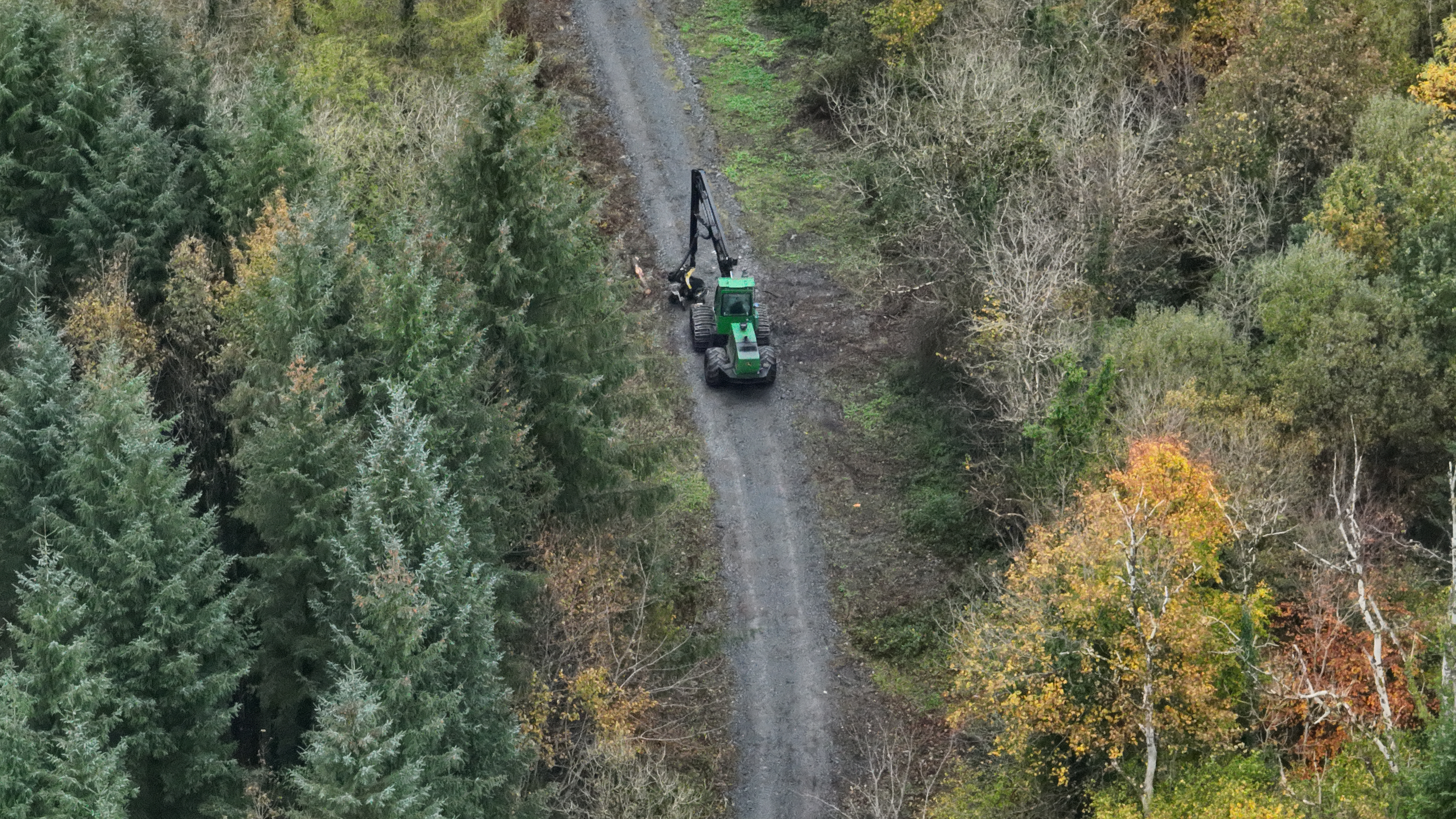 A timber harvester in a forest